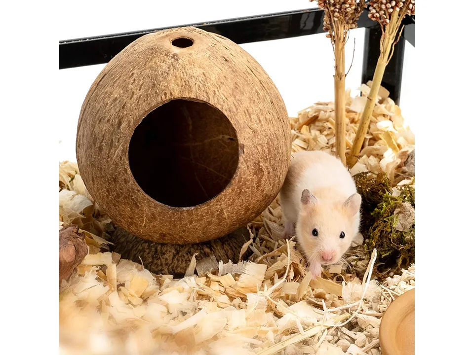 A hamster standing next to a coconut shell nest in a cage with wood shavings.