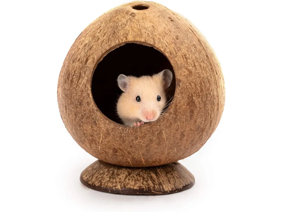 A hamster peeking out from inside a coconut shell nest.