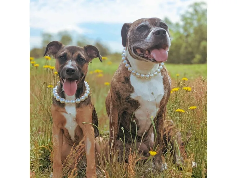 Two dogs wearing pearl necklaces in a grassy field.