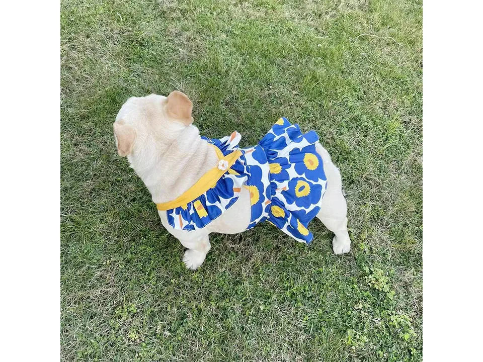 A French bulldog wearing a blue and yellow floral suspender skirt, viewed from above.