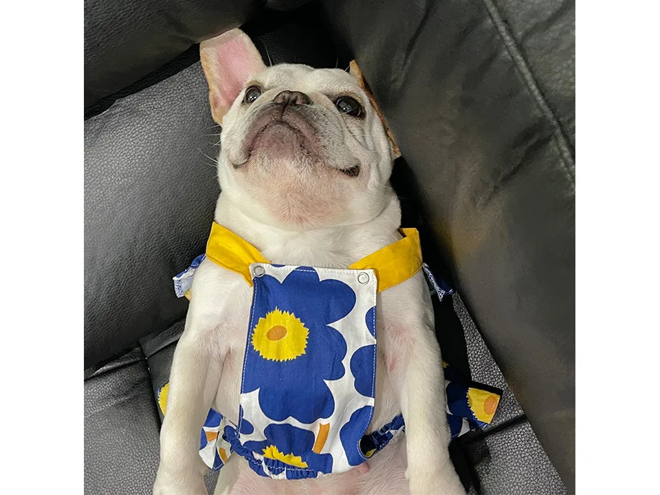 A French bulldog lying on its back wearing a blue and yellow floral suspender skirt.
