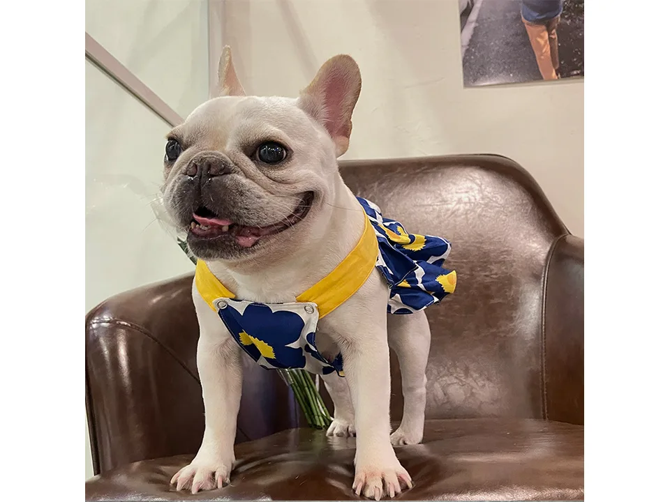 A French bulldog standing on a chair wearing a blue and yellow floral suspender skirt.