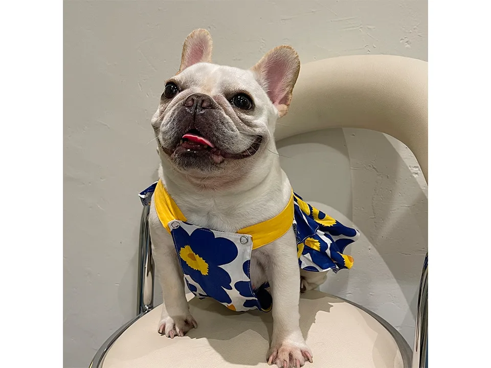 A French bulldog sitting on a chair wearing a blue and yellow floral suspender skirt.