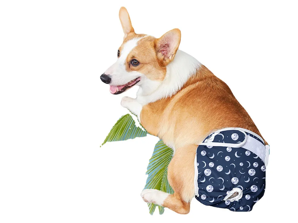 A corgi wearing a navy blue dog diaper with a moon and star pattern.