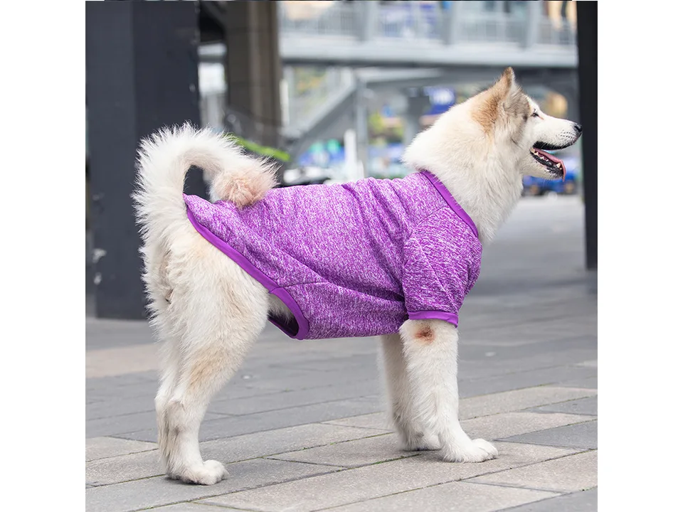 A large dog standing sideways wearing a purple fleece sweater.