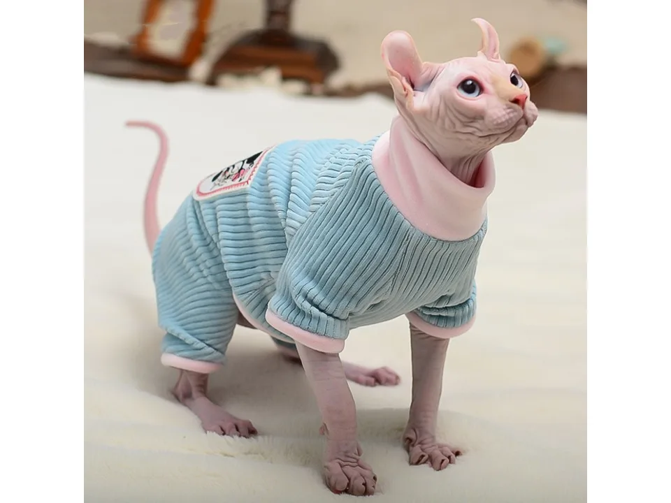 A hairless cat sitting and wearing a light blue ribbed jumpsuit.