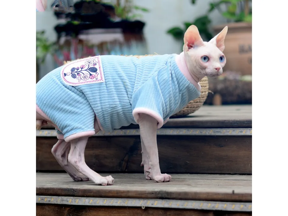 A hairless cat standing on wooden steps wearing a light blue ribbed jumpsuit.