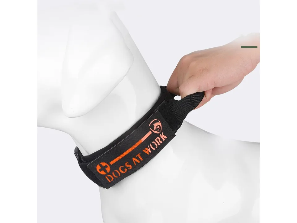 Close-up of a dog wearing a tactical collar with a control handle being held by a hand.