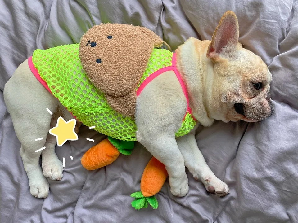 A French bulldog wearing a neon green mesh vest with a plush bear backpack accessory.