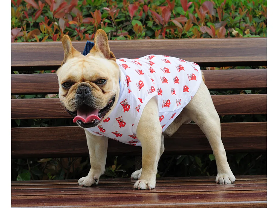 A French bulldog standing on a bench wearing the patterned dog vest.