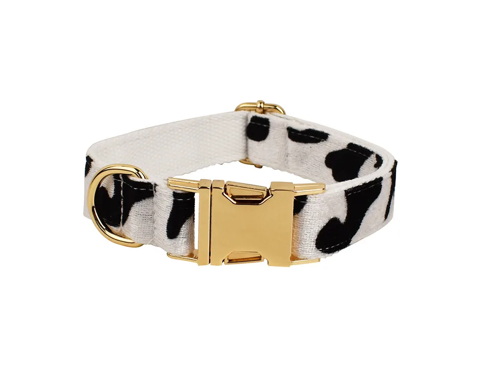 A cow print dog collar with a gold-colored buckle.
