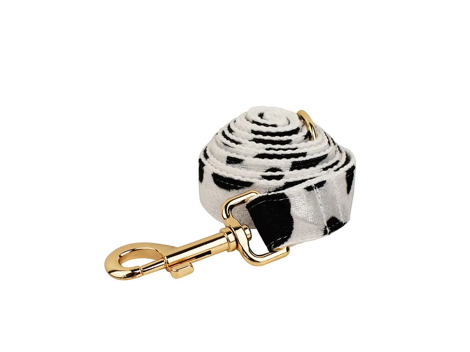 A coiled cow print dog leash with a gold-colored metal clip.