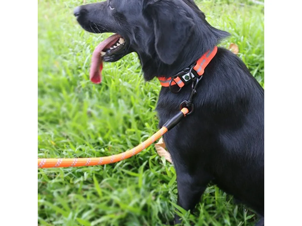 A black dog wearing an orange reflective collar and leash in a grassy area.