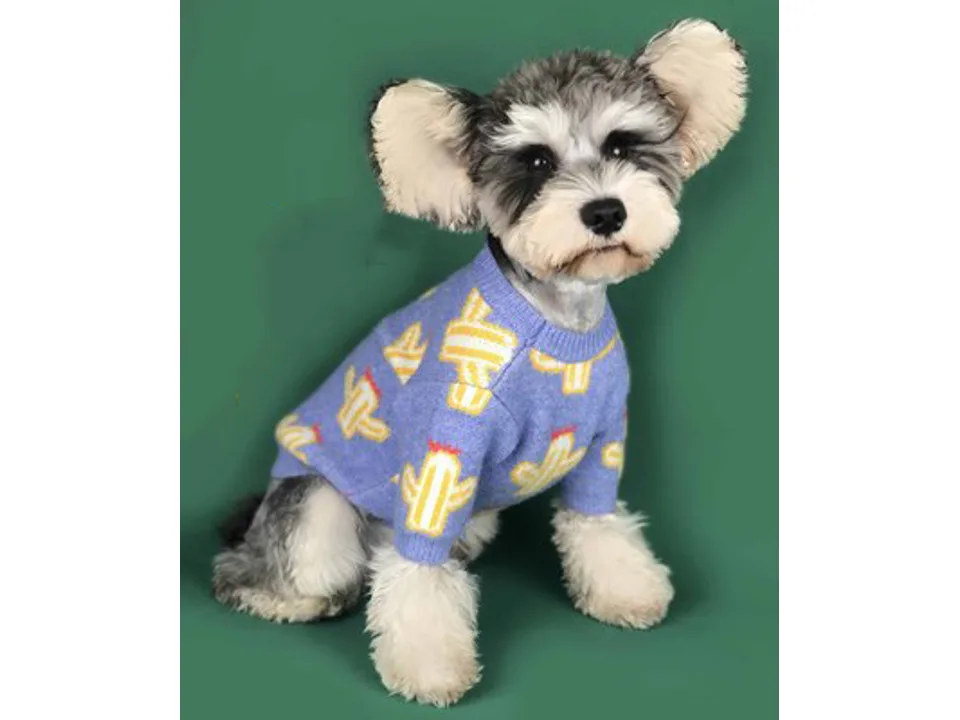 A small dog wearing a light blue sweater with a cactus pattern.