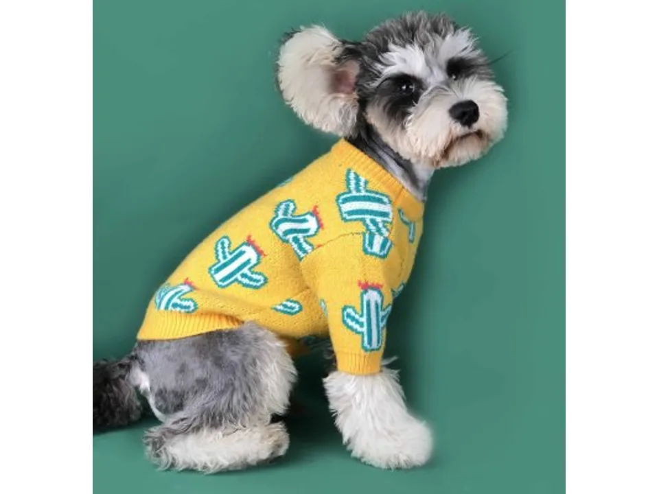 A small dog wearing a yellow sweater with a cactus pattern.