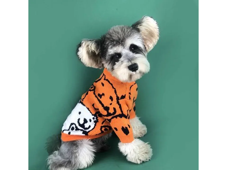 A small dog wearing an orange sweater with a bear pattern.