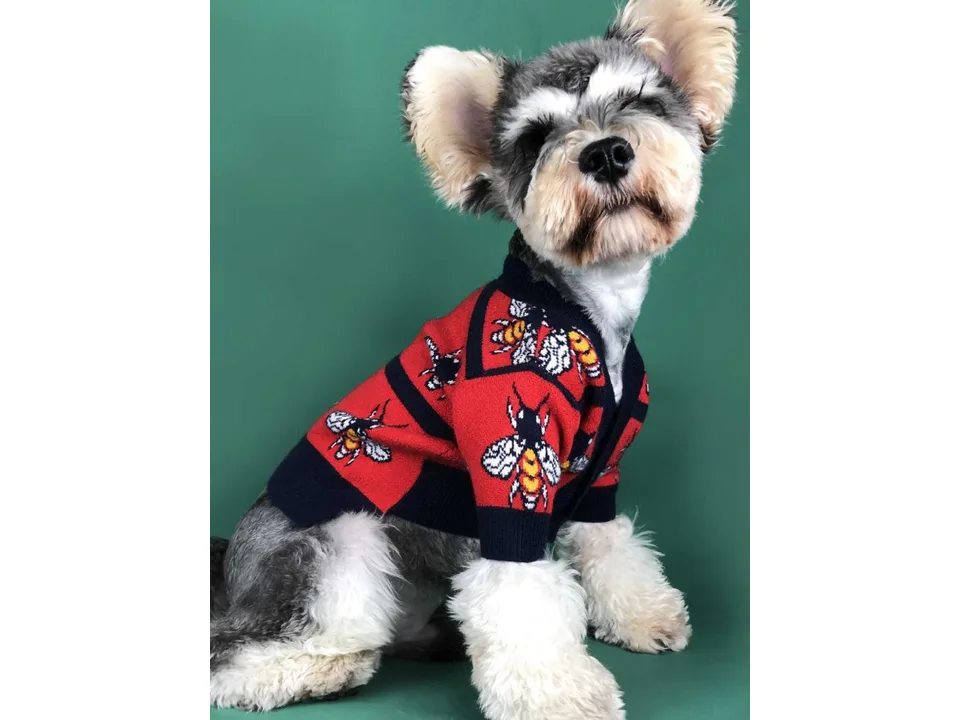 A small dog wearing a red sweater with a bee pattern.