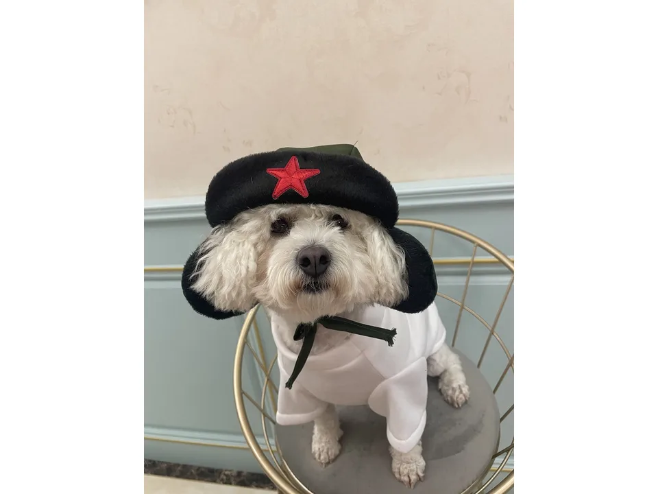A small white dog wearing a green winter coat and a matching trapper hat with a red star.