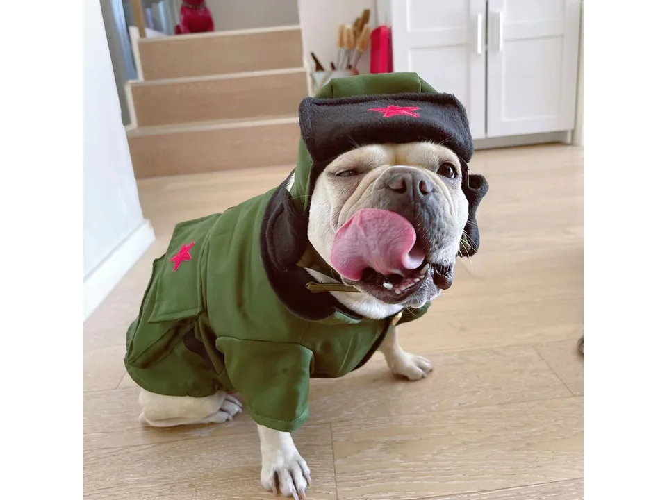A French bulldog wearing the green winter coat and trapper hat set.
