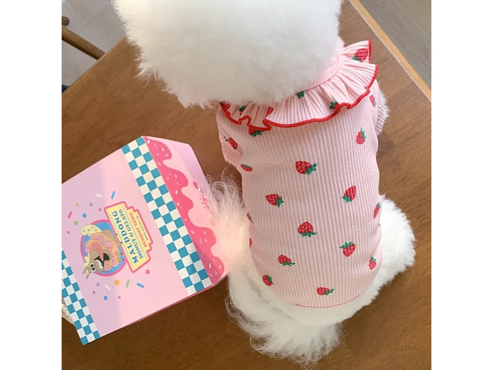 A white fluffy dog wearing a pink strawberry print shirt with a ruffled collar.