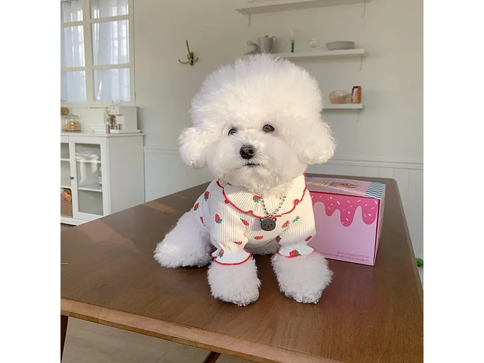 A white fluffy dog wearing a white strawberry print shirt with a ruffled collar.