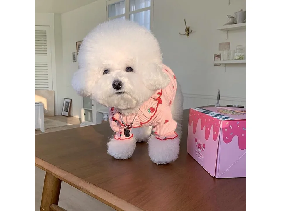 A white fluffy dog wearing a pink strawberry print shirt with a ruffled collar, standing on a table.