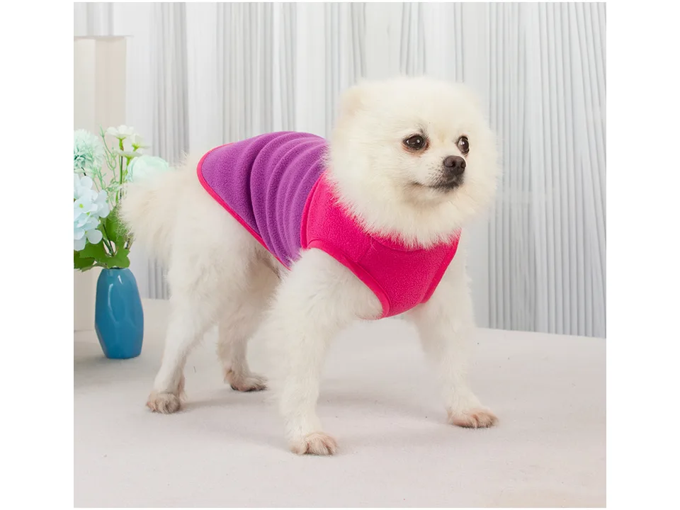 A small white dog wearing a pink and purple fleece jacket, viewed from the side.