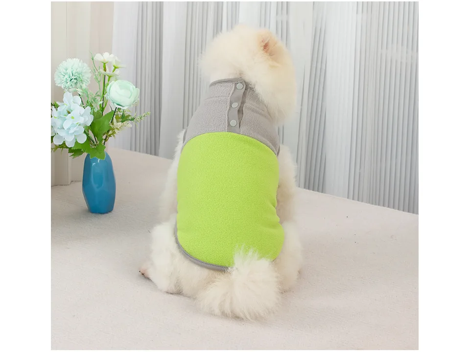 A small white dog wearing a grey and lime green fleece jacket with snap buttons on the back.