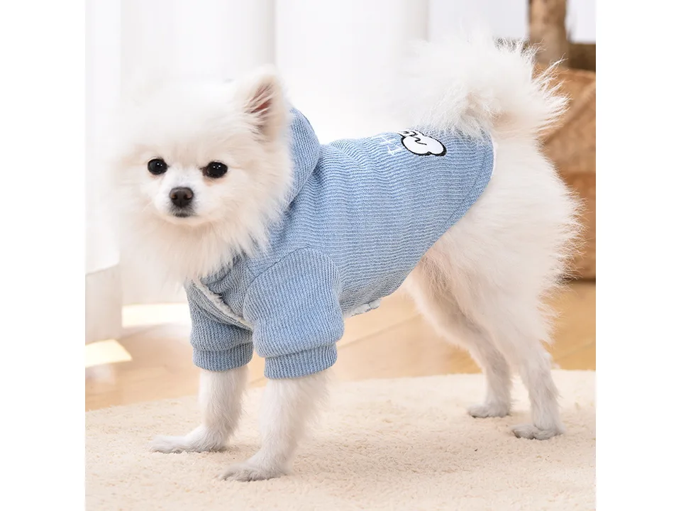 A white fluffy dog wearing a blue hooded sweater with a bone graphic.