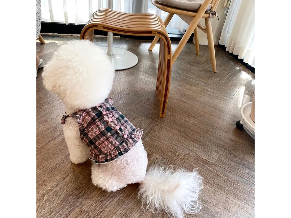 A white fluffy dog wearing a plaid vest with pink buttons.