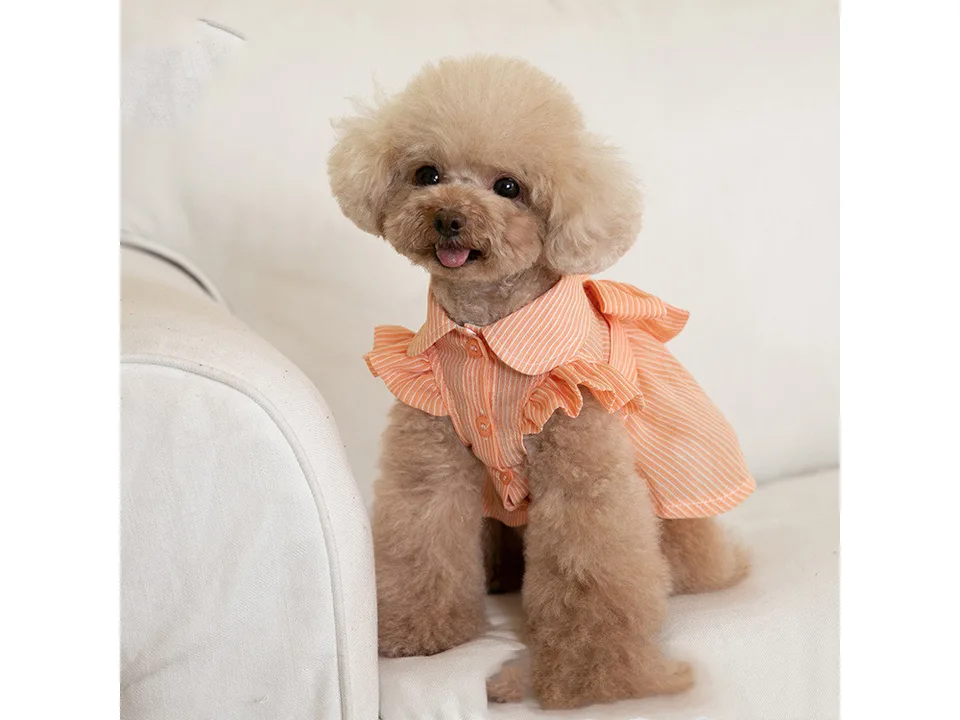 A small dog wearing the orange striped pet dress with a bowknot.