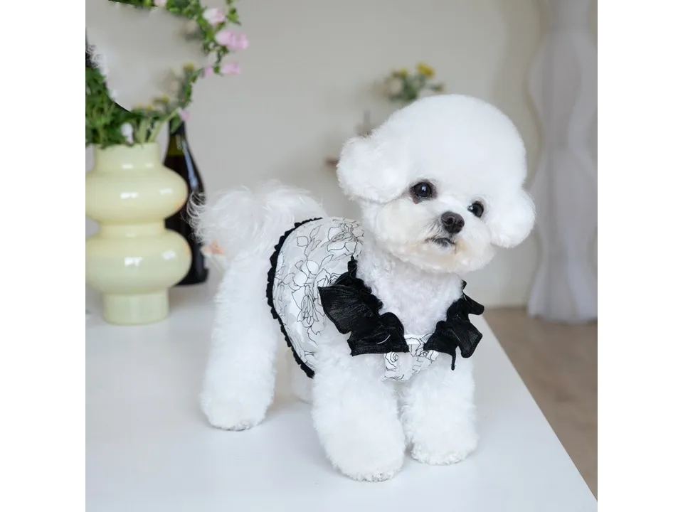 A white dog wearing a floral chiffon dress with black ruffles, viewed from the front.