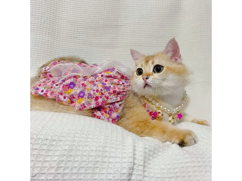 A cat wearing a pink floral summer dress with a pearl necklace.