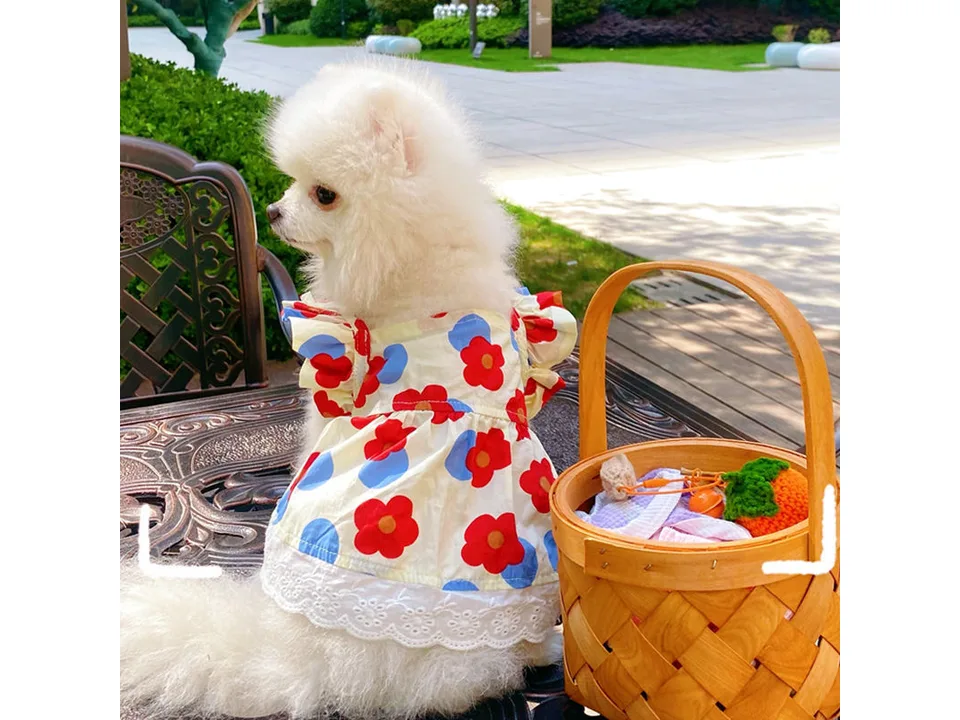 A small white dog wearing a floral dress sitting next to a picnic basket.