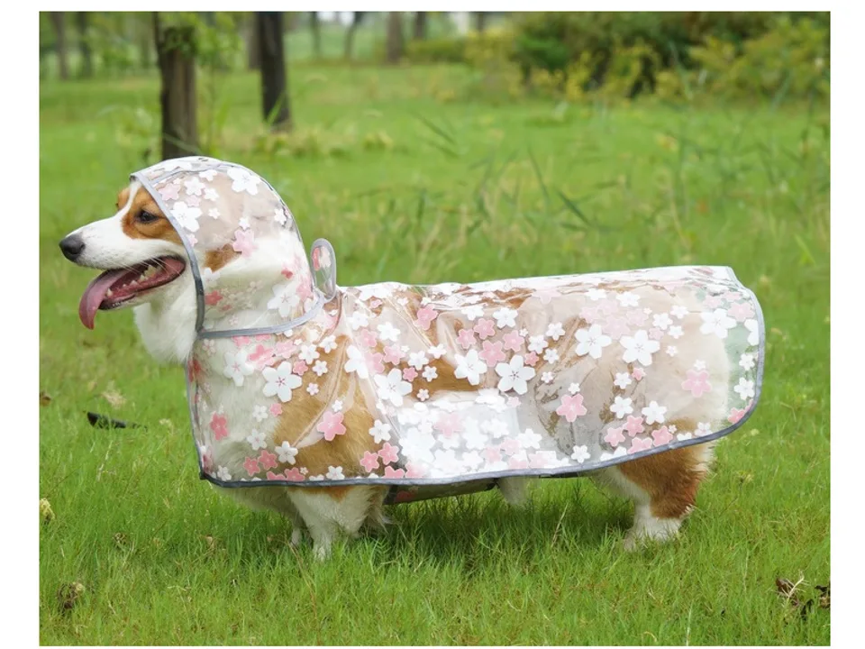 A corgi wearing a clear dog raincoat with a pink cherry blossom pattern.