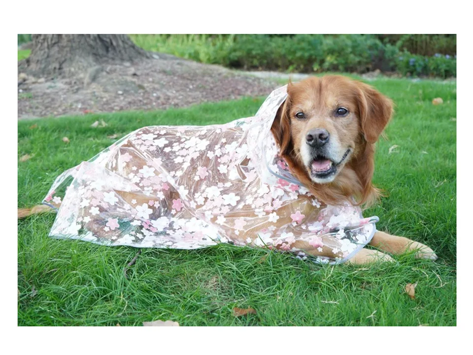 A golden retriever lying on the grass wearing a clear dog raincoat with a pink cherry blossom pattern.