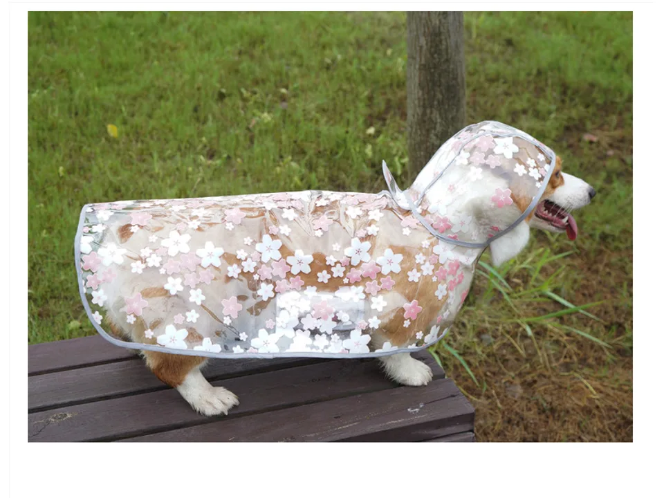 A corgi standing on a wooden bench wearing a clear dog raincoat with a pink cherry blossom pattern.