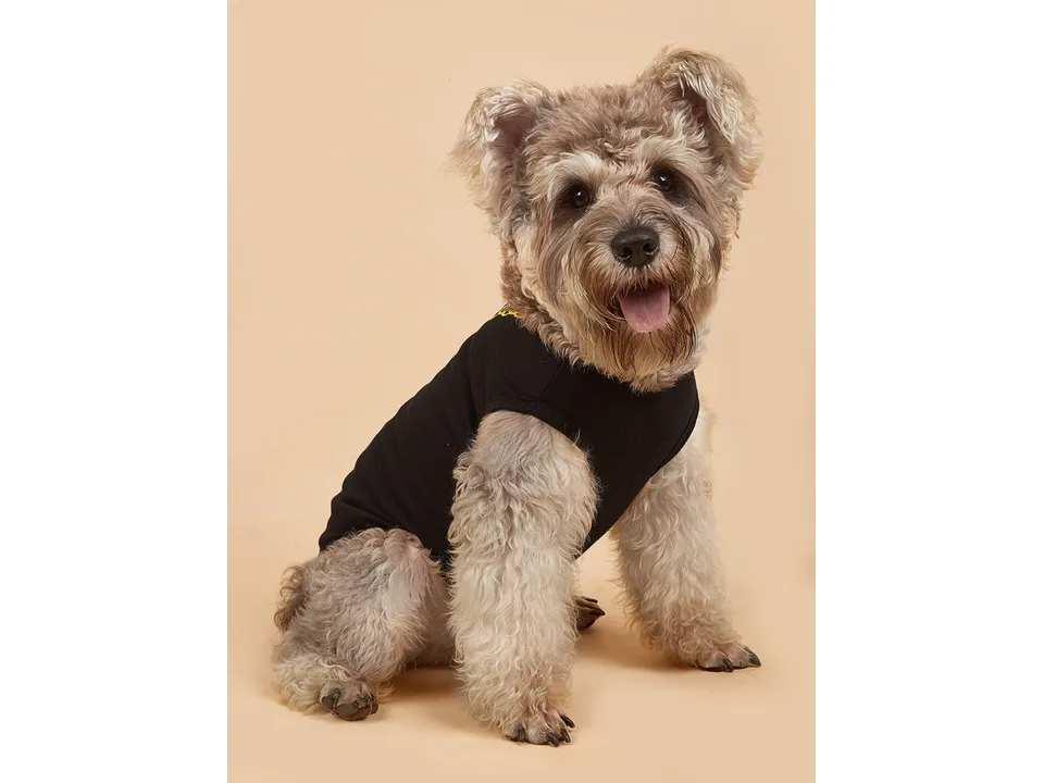 A dog wearing the black dog vest with a gold chain print, viewed from the side.