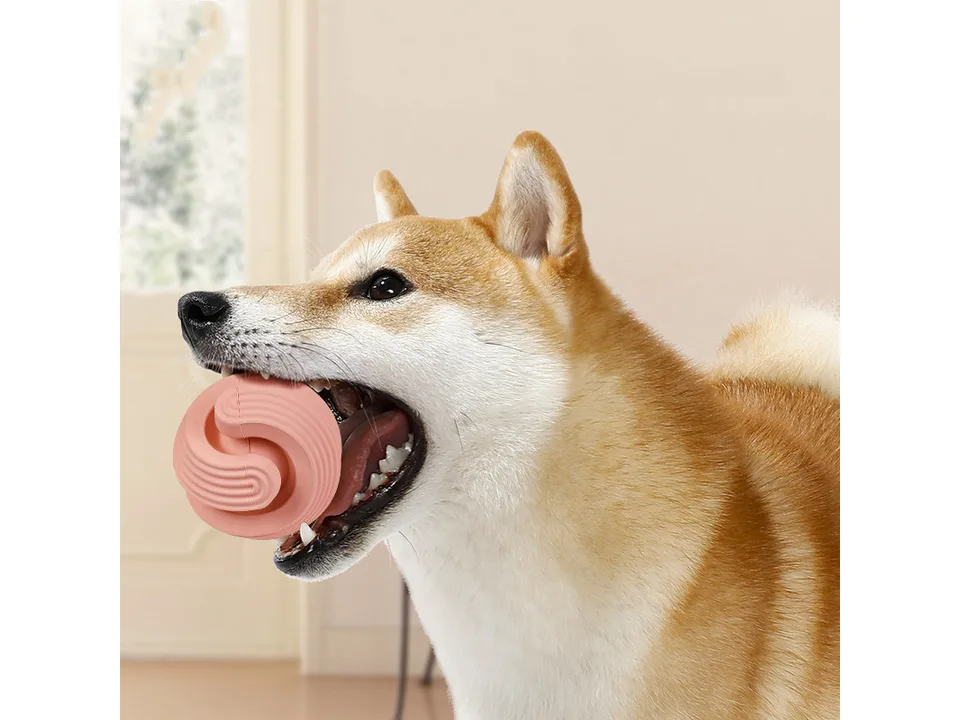 Shiba Inu dog holding a pink chew toy in its mouth