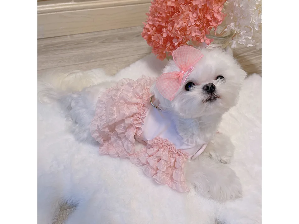 A small white dog wearing a pink ruffled vest harness with a matching bow.