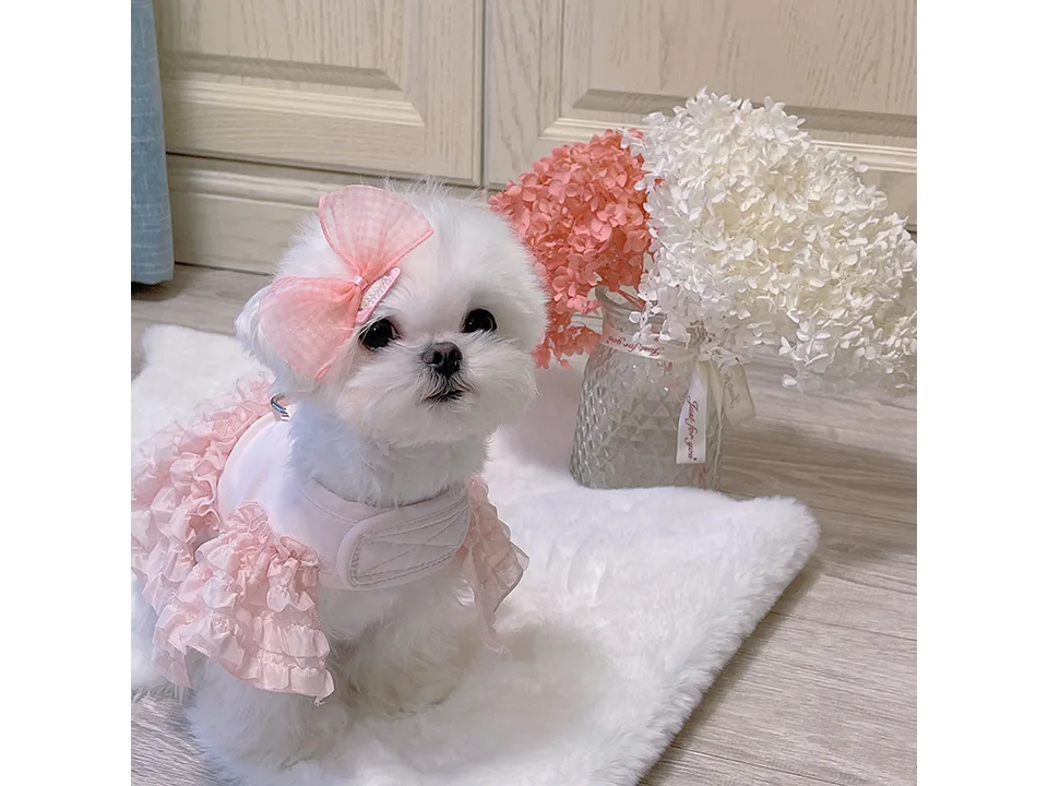 A small white dog wearing a pink ruffled vest harness, sitting and looking at the camera.