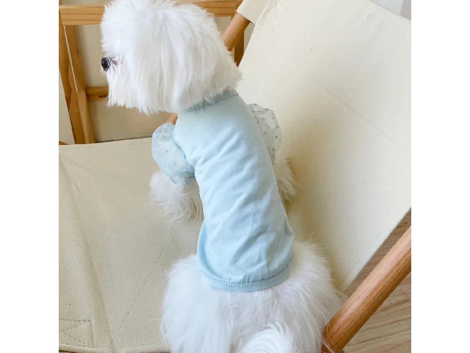 A small white dog wearing a light blue pet dress with mesh puff sleeves.