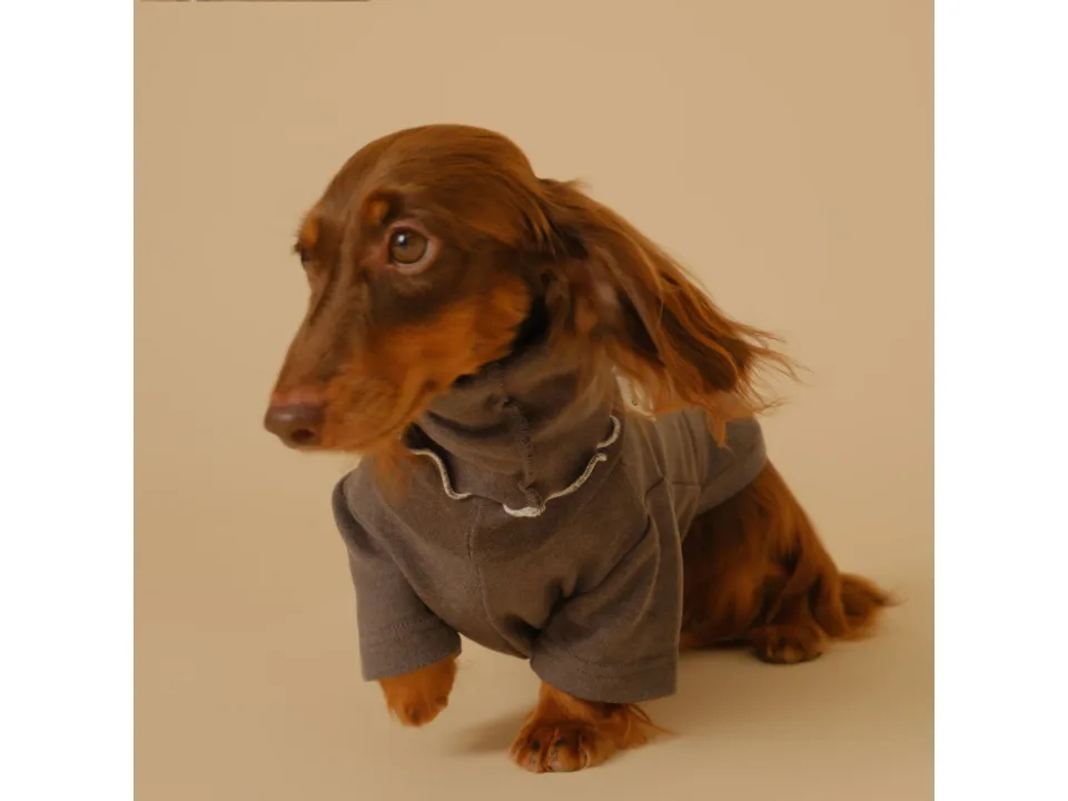 A long-haired dachshund wearing a grey dog sweater with a ruffled collar.