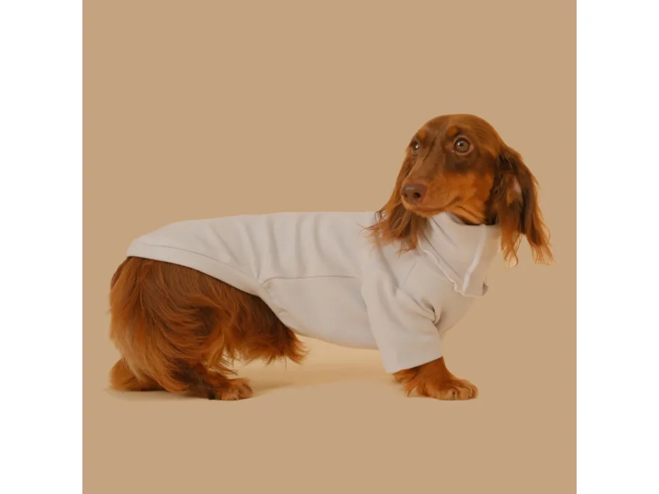 A long-haired dachshund wearing a light grey dog sweater.