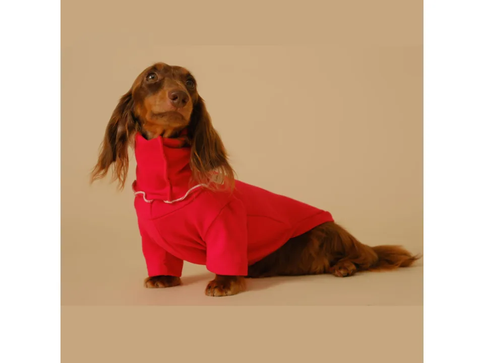 A long-haired dachshund wearing a bright red dog sweater.