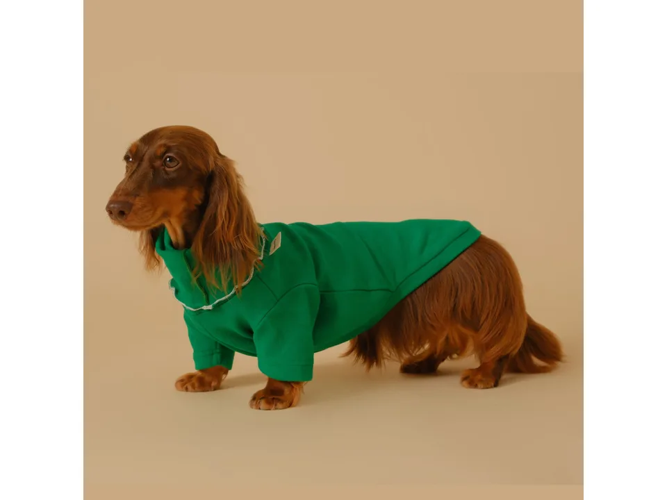 A long-haired dachshund wearing a green dog sweater.