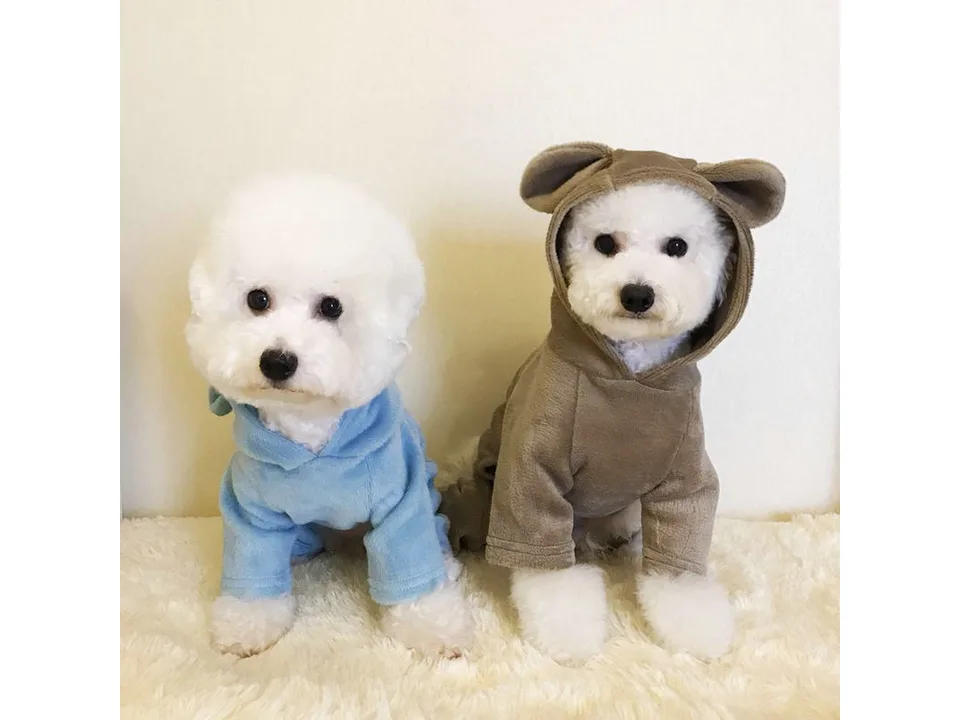 Two white dogs wearing blue and brown hooded jumpsuits.
