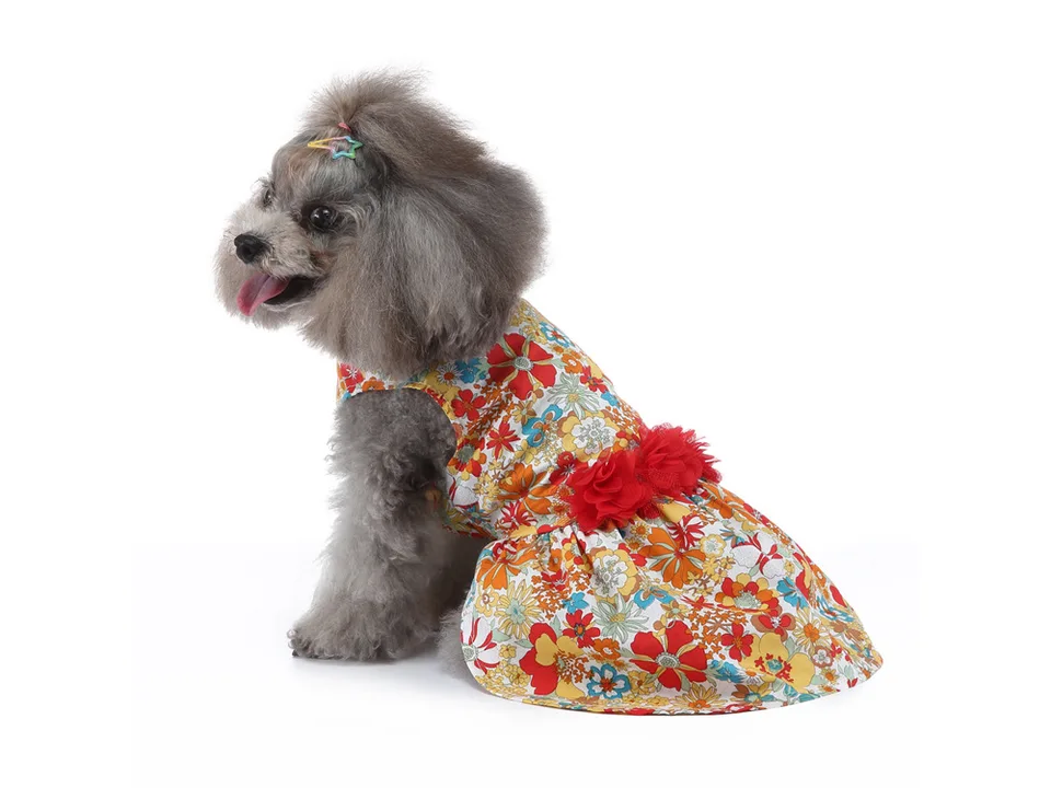 A small grey dog wearing a colorful floral dog dress with red fabric flowers at the waist.