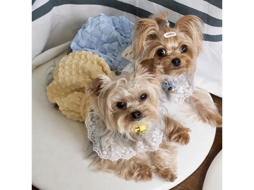 Two small dogs wearing blue and yellow lace suspender skirts.