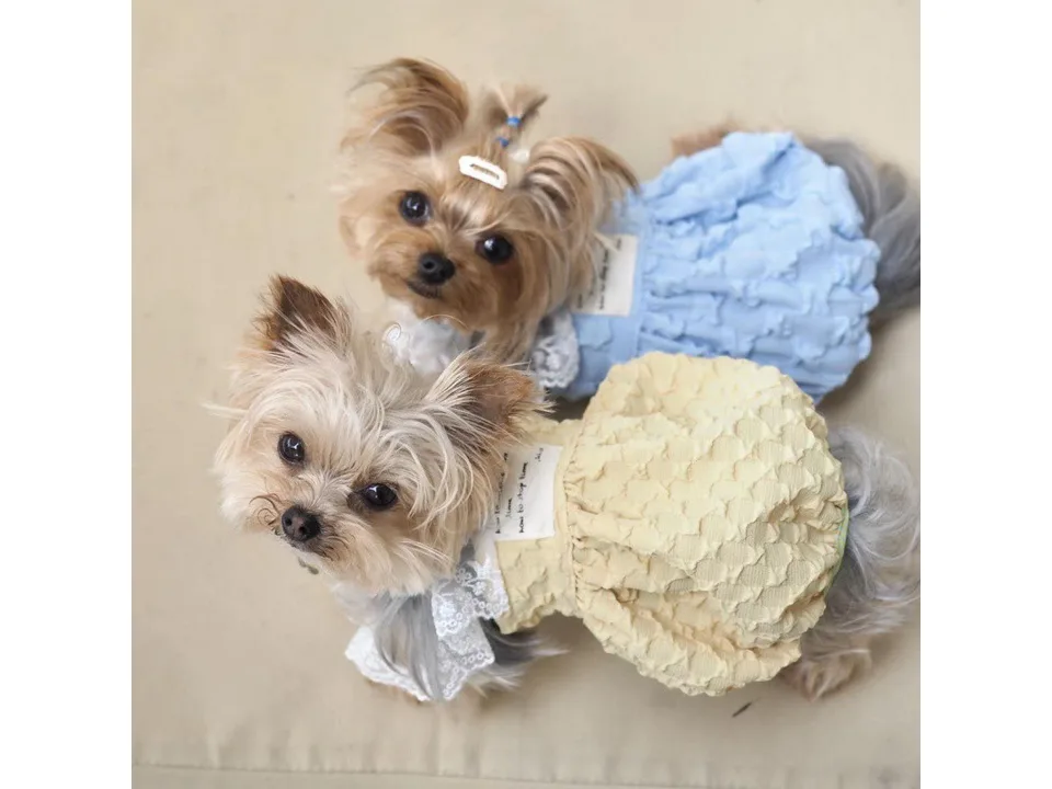 Two small dogs wearing blue and yellow lace suspender skirts, viewed from above.